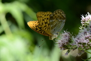 Argynnis paphia