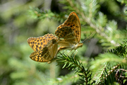 Argynnis paphia