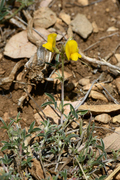 Argyrolobium zanonii