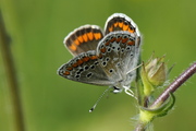 Aricia agestis