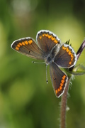 Aricia agestis