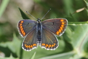 Aricia agestis