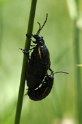 Arima marginata