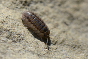 Armadillidium nasatum