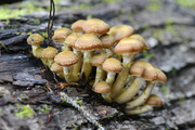 Armillaria gallica