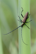 Aromia moschata