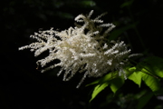 Aruncus dioicus
