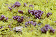 Ascocoryne sarcoides