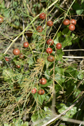Asparagus officinalis