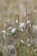 Asphodelus fistulosus