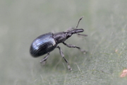 Aspidapion aeneum
