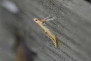 Aspilapteryx tringipennella