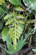 Asplenium adiantum-nigrum