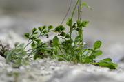 Asplenium ruta-muraria