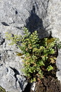Asplenium ruta-muraria