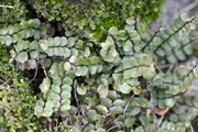 Asplenium trichomanes