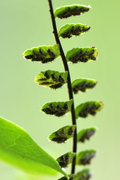 Asplenium trichomanes
