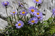 Aster alpinus