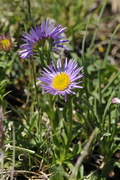 Aster alpinus