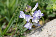 Astragalus alpinus