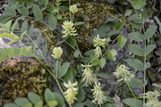 Astragalus glycyphyllos