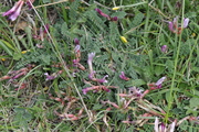 Astragalus monspessulanus