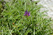 Astragalus onobrychis