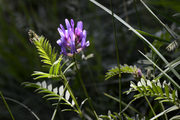 Astragalus onobrychis