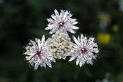 Astrantia major