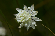 Astrantia minor
