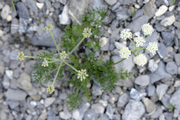 Athamanta cretensis