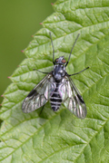 Athericidae