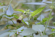 Atropa belladonna