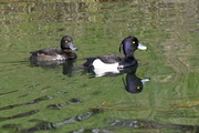 Aythya fuligula