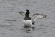 Aythya fuligula