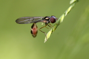 Baccha elongata