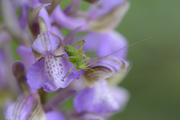 Barbitistes serricauda