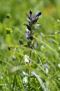 Bartsia alpina