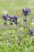 Bartsia alpina