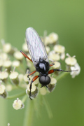 Bibio pomonae