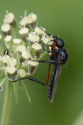 Bibio pomonae