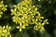 Biscutella laevigata
