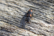 Bitoma crenata