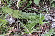 Blechnum spicant