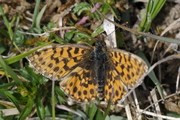 Boloria dia