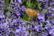 Boloria dia