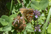 Boloria euphrosyne
