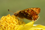 Boloria pales