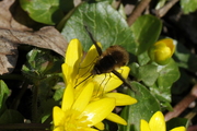 Bombylius major