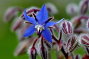 Borago officinalis